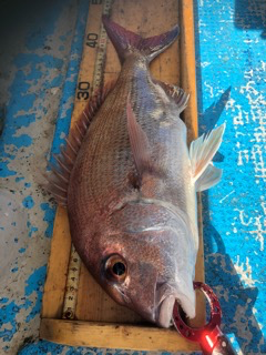 幸吉丸 釣果