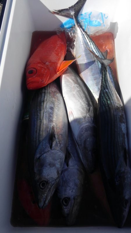 遊漁船 新鋭丸 釣果