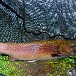 小菅トラウトガーデン 釣果