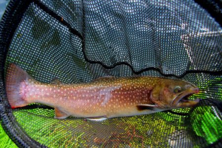 小菅トラウトガーデン 釣果