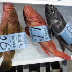 大進丸(新潟) 釣果