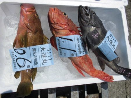 大進丸(新潟) 釣果