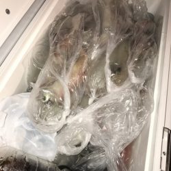 寿裕 （YOSHIHIRO） 釣果