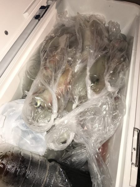 寿裕 （YOSHIHIRO） 釣果