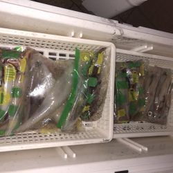 幸風（さちかぜ） 釣果