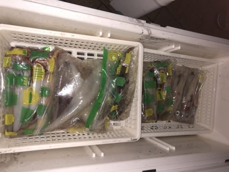 幸風（さちかぜ） 釣果