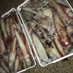 寿裕 （YOSHIHIRO） 釣果