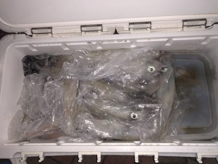 幸風（さちかぜ） 釣果