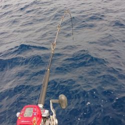 龍神丸(福井) 釣果