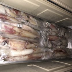 幸風（さちかぜ） 釣果