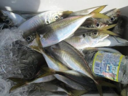 あい川丸 釣果