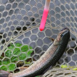 小菅トラウトガーデン 釣果