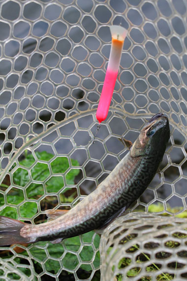 小菅トラウトガーデン 釣果