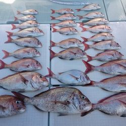 フィッシングボートACE(エース) 釣果