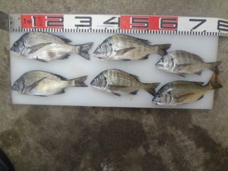 のとじま臨海公園海づりセンター 釣果