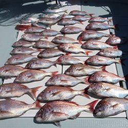 フィッシングボートACE(エース) 釣果