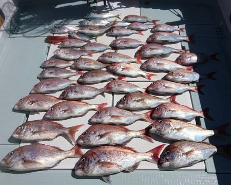 フィッシングボートACE（エース） 釣果