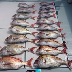 フィッシングボートACE(エース) 釣果