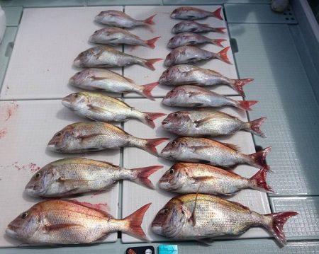 フィッシングボートACE(エース) 釣果