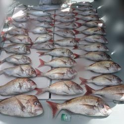 フィッシングボートACE(エース) 釣果