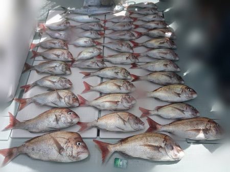 フィッシングボートACE(エース) 釣果