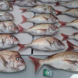 フィッシングボートACE(エース) 釣果