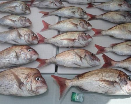 フィッシングボートACE(エース) 釣果