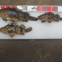 のとじま臨海公園海づりセンター 釣果