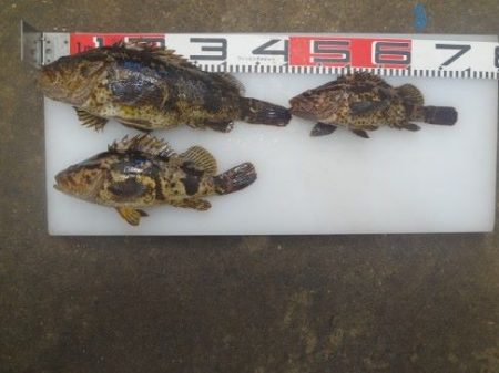 のとじま臨海公園海づりセンター 釣果