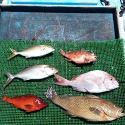 太幸丸 釣果