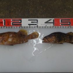 のとじま臨海公園海づりセンター 釣果