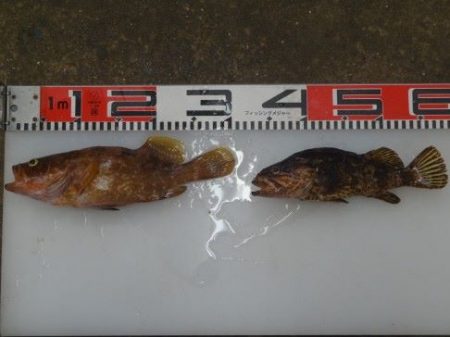 のとじま臨海公園海づりセンター 釣果