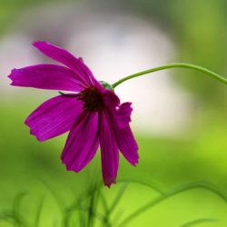 小菅トラウトガーデン 釣果