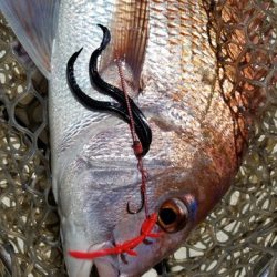 遊漁船 ニライカナイ 釣果