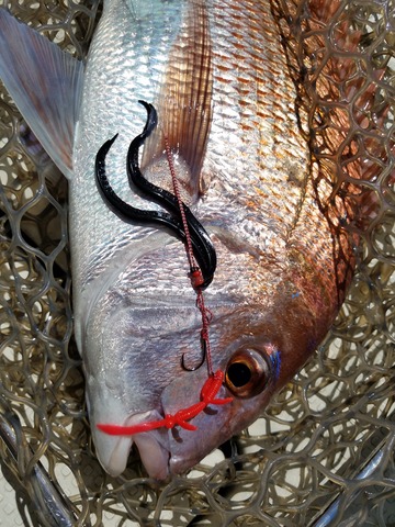 遊漁船 ニライカナイ 釣果