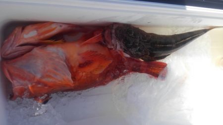 遊漁船 新鋭丸 釣果