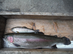 すそのフィッシングパーク 釣果