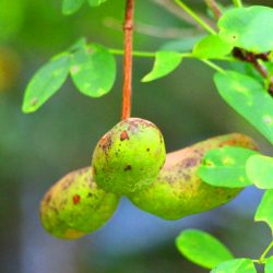 小菅トラウトガーデン 釣果