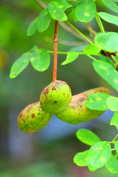 小菅トラウトガーデン 釣果
