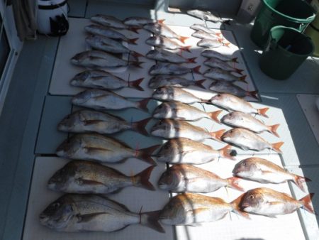 遊漁船 幸友丸 釣果