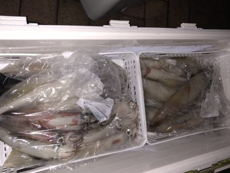 幸風（さちかぜ） 釣果