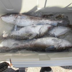 大進丸(新潟) 釣果