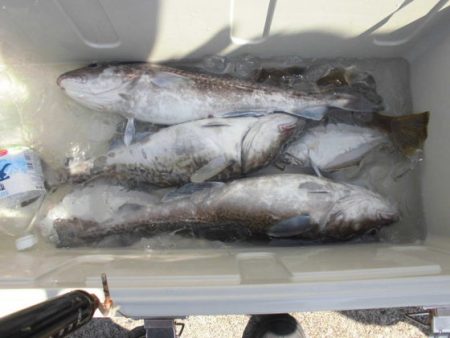 大進丸(新潟) 釣果