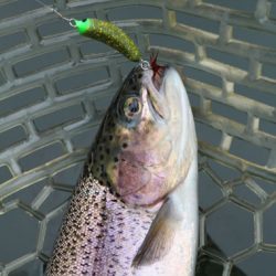 小菅トラウトガーデン 釣果