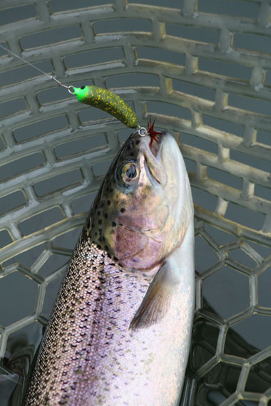 小菅トラウトガーデン 釣果