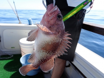 鯛紅丸 釣果
