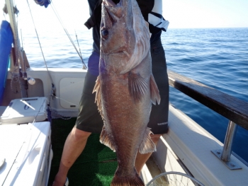 鯛紅丸 釣果