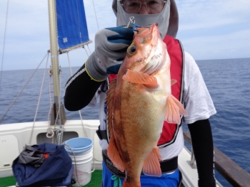 鯛紅丸 釣果