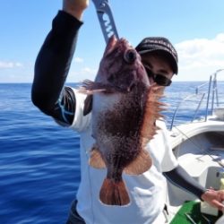 鯛紅丸 釣果