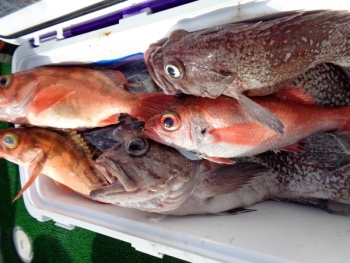 鯛紅丸 釣果